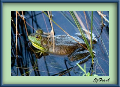 Frog...as if you couldn't tell