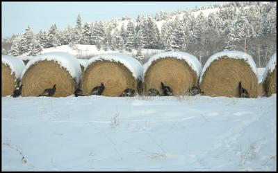 Turkeys and Hay Bales