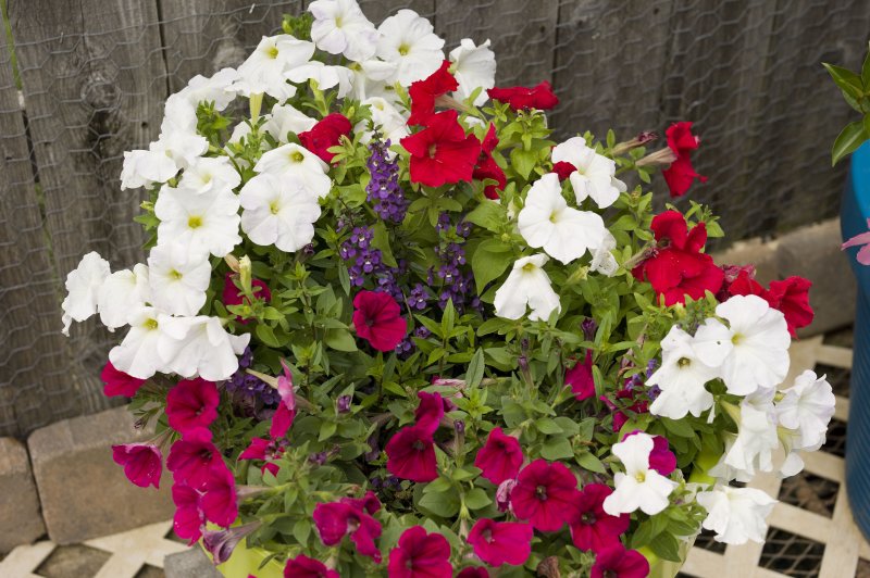 flowerpotf8.jpg