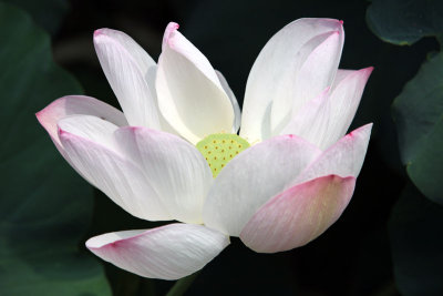 China Lotus