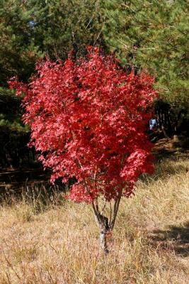 Fagus