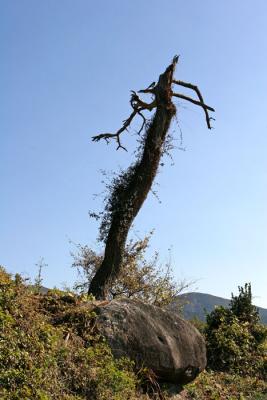 Old Tree