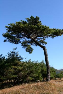 Pine Tree