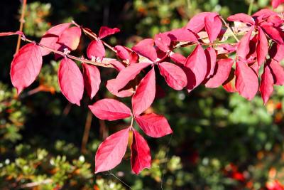 Red Leaf