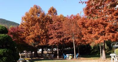 Taxus Park
