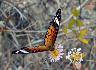 butterfly