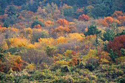 Autumn Tree