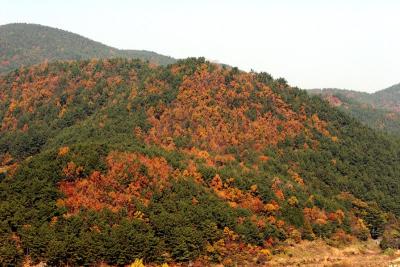 Autumn Tree