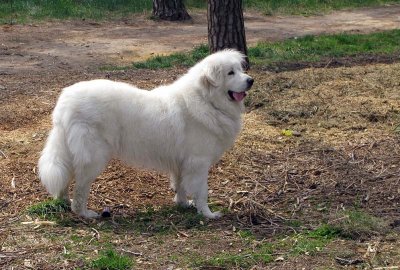 Hani April 2008 1