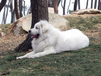 Hani April 2008  2