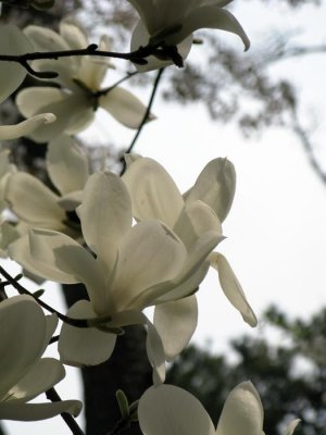 Spring 2008 Ulsan 1