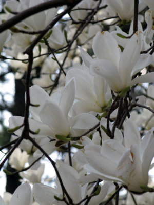 Spring 2008 Ulsan 2