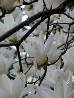 Spring 2008 Ulsan 3