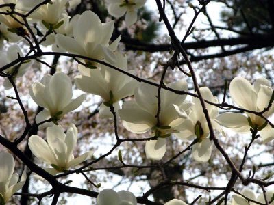 Spring 2008 Ulsan 5