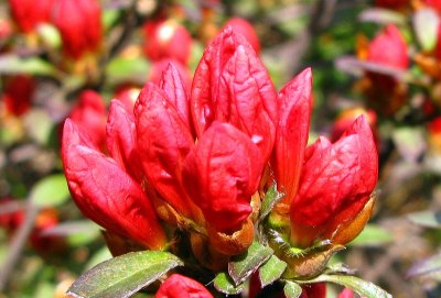 Red Spring