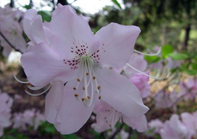White Spring