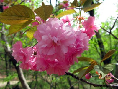 Flower before leaf