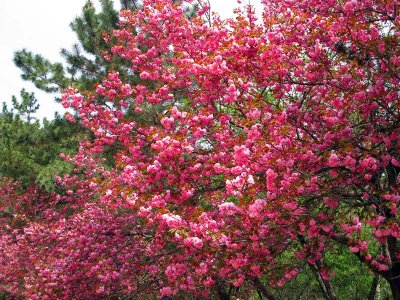 ulsan_spring