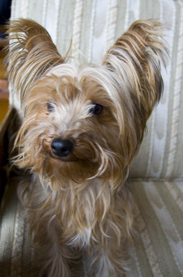 chien