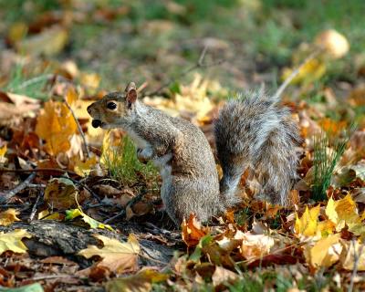 squirrel-with-nut-pbase.jpg
