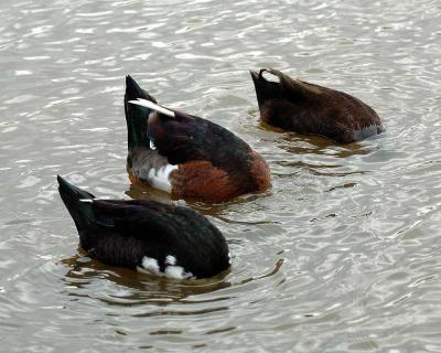 headless-ducks.jpg