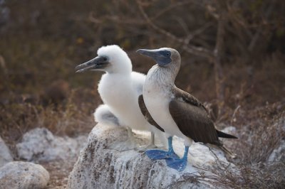 Blue-Footed Boobie Chick and Mom