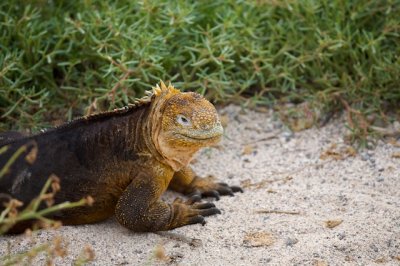 Land Iguana
