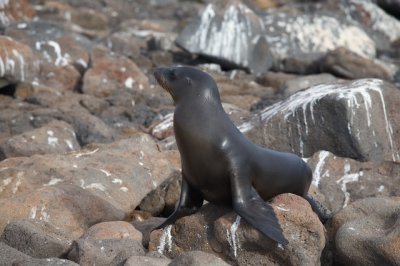Sea Lion