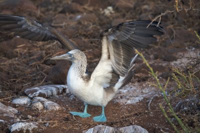 Blue-Footed Boobie