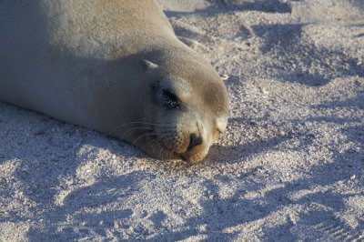 Sea Lion