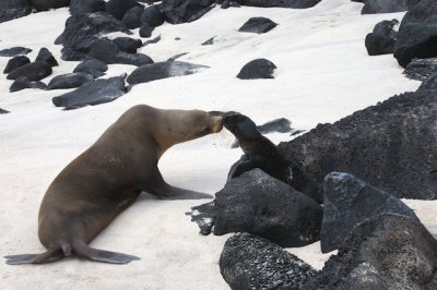 Sea Lion mom and pup