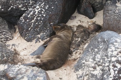 Baby Sea Lion