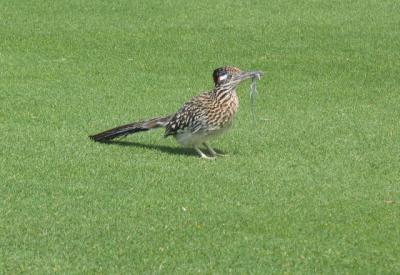 Road Runner