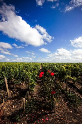 Chteau Pichon-Longueville 3