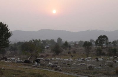 HERD-AT-SUNSET.jpg