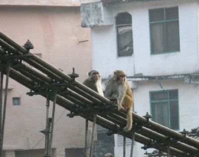 MANDI-MONKEY.jpg