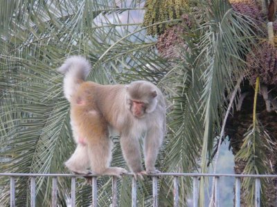 MONKEY-AT-BAIJNATH-TEMPLE.jpg