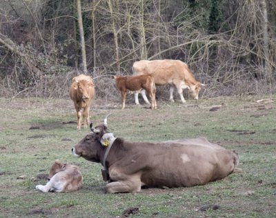 8488-CATTLE-NEAR-TAVERNOLES.jpg