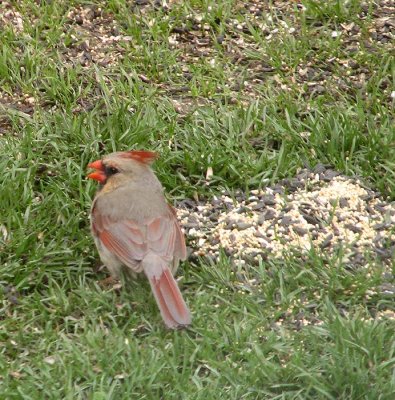 Female Cardinal