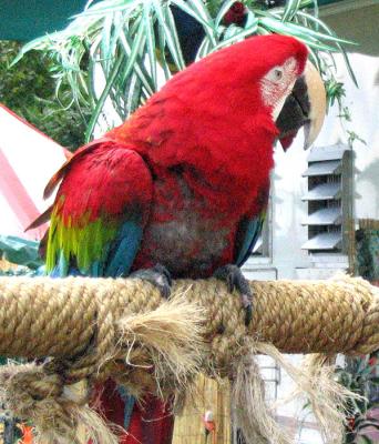 Scarlet Macaw