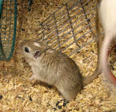 Day 47 Agouti Girl