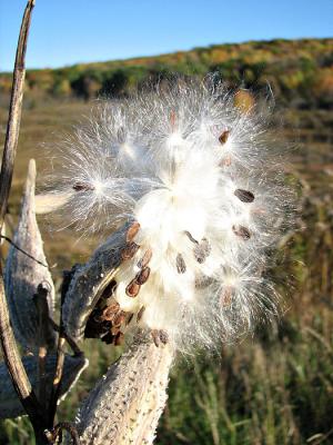 Milkweed Seeds