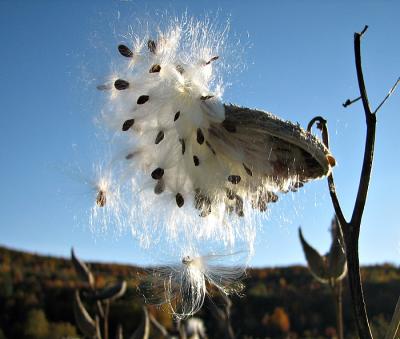 g3/13/583713/3/54260706.WaitingFortheWind.jpg