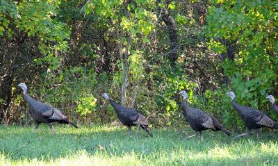 g3/13/583713/3/54260756.LineofWildTurkeys.jpg