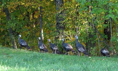 g3/13/583713/3/54260757.TurkeysonParade.jpg