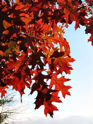 Backlit Oak Leaves