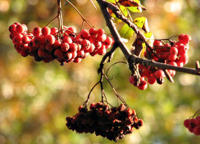 Berry Clusters