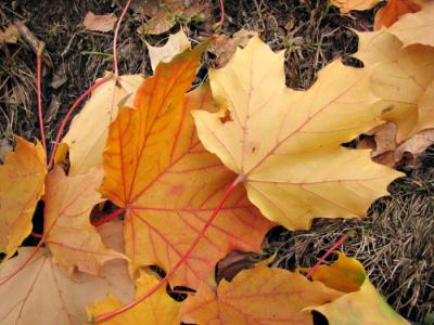 g3/13/583713/3/54452563.FallenLeaves2.jpg