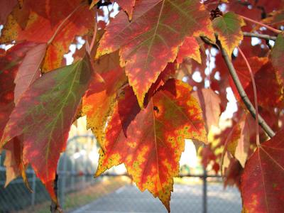 Maple Leaves in Motley