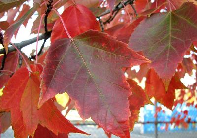 Red Maple in Maroon and Green